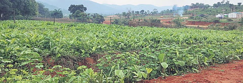 Turmeric grown in Jantapai village under Papermetla panchayat in Swabhiman Anchal. (Photo| EPS)