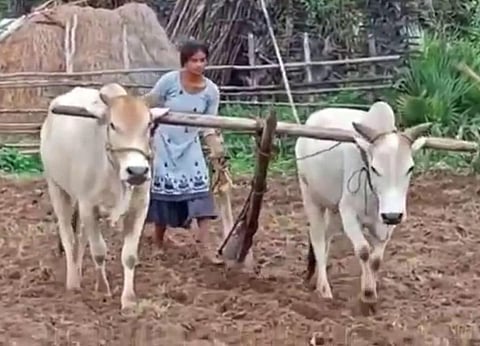 Karam Ramya ploughs the one acre land belonging to her family with the help of oxen and is planting cotton seeds. (Photo | Express)