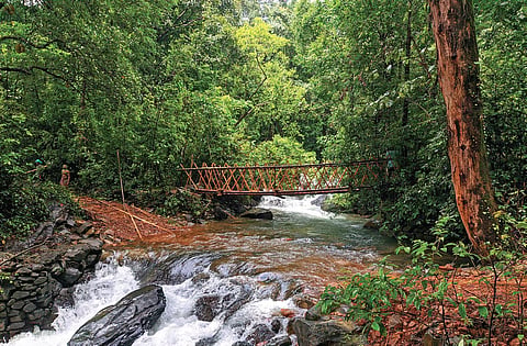 Eco-friendly areca trunk bridge in Karkala | Manu B Nackathaya