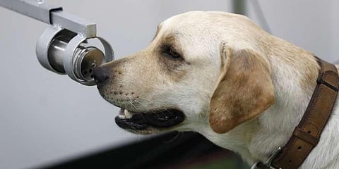 A Labrador (Image for representation)