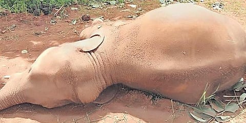 Carcass of one of the elephants found in Raba village of Keonjhar district. (Photo | EPS)