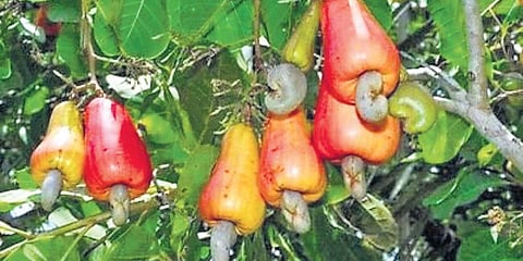 Image used for representation