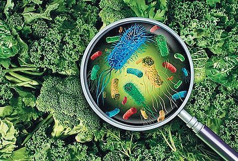 Protein-rich food is at a greater risk of contamination than other kinds.