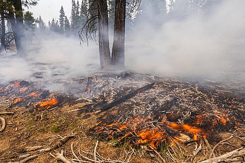 A small brush fires spreads ahead of a containment line near the Northwest edge of the Bootleg Fire. (Photo | AP)
