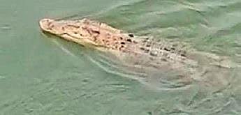 The 10-feet long reptile was spotted in the river near an under construction bridge.