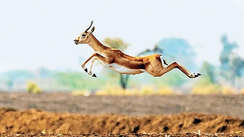 Blackbucks are protected under Schedule I of the Wildlife Protection Act. (Photo | Express)