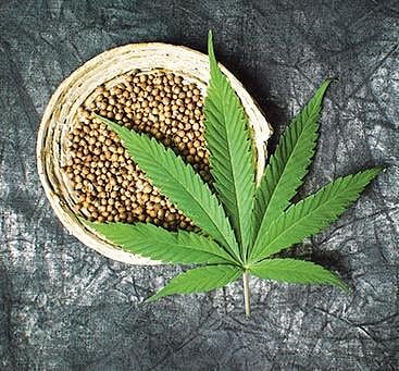 Hemp seed oil retains moisture, therefore, it can get rid of dandruff and flaky scalp.