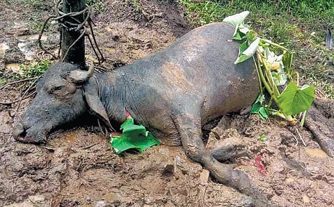 Exhumed carcass of the buffalo at Kanjirakkad near Perumbavoor | EXPRESS