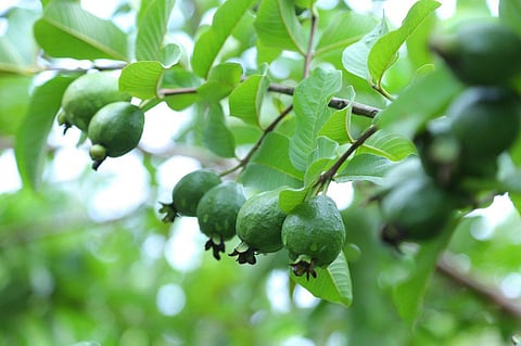 Image of guava tree used for representational purpose.