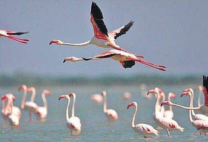 The Pulicat bird sanctuary is also under threat due to erosion (File photo| EPS)