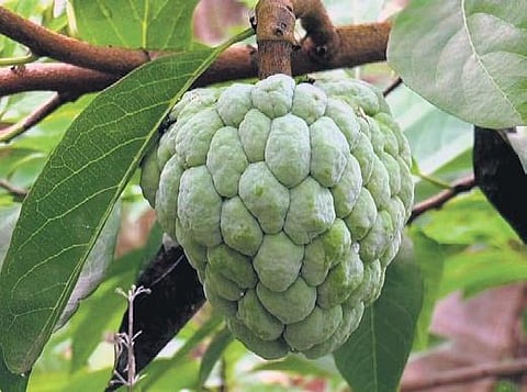 Custard apple.