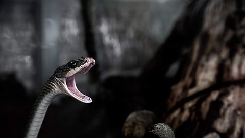 Representational Image.