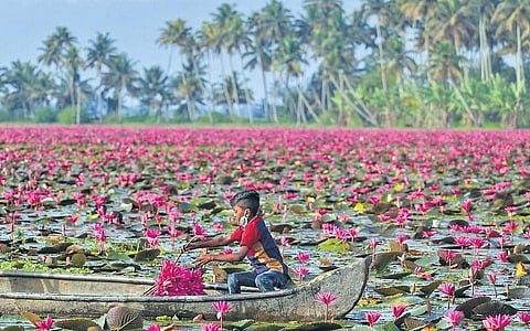 A child collects water lilies from Thiruvaykkari paddy polders near Kottayam; Vishnu Prathap