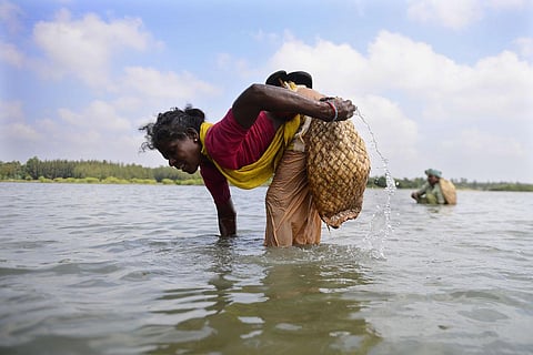 A woman looking for shrimps at Kaliveli.