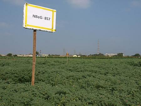The new variety Bengal Gram grown at RARS in Nandyal of Kurnool district | Express
