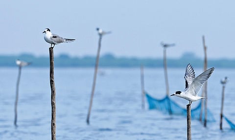 Common tern
