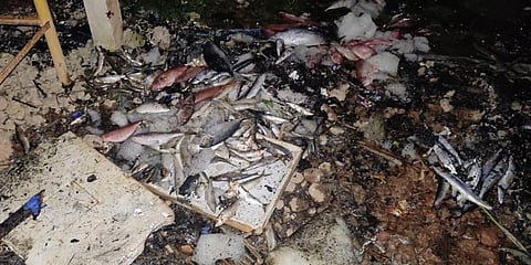 Fish and ice destroyed in the fire that was set by miscreants in Karnataka on Sunday night. (Photo | Express)