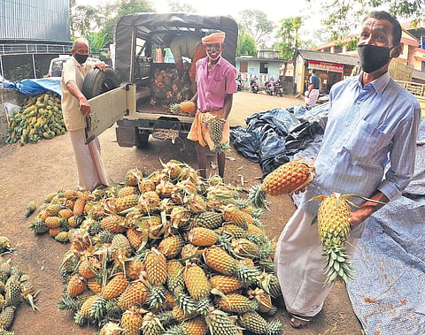 Low base price: Middlemen eat into pineapple farmers’ income