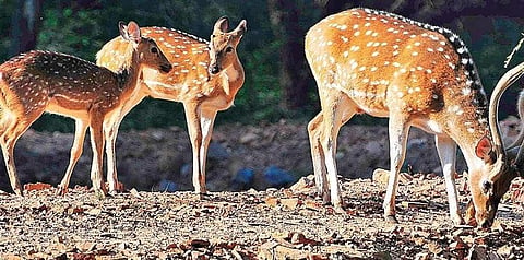 Sambar deer. (Representational image | Express)