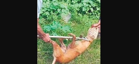 The dog had gone without food and water for the last 10 days.