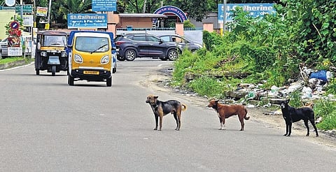 Stray dogs standing on the Stadium Link Road in Kochi | Albin Mathew