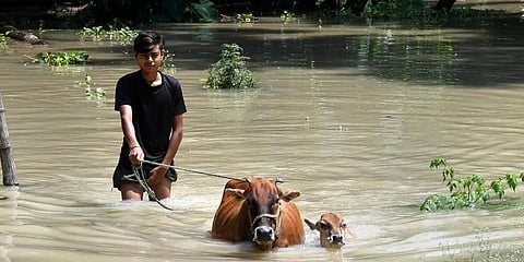 A boy with his cattle wades through a flooded village in Morigaon district of Assam.