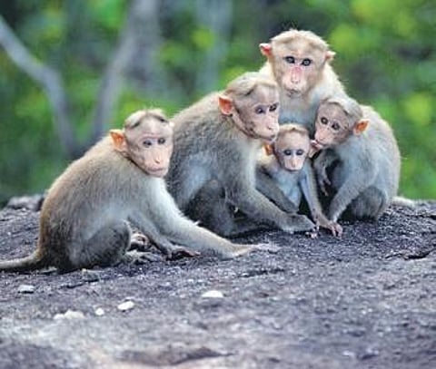 Image for representational purpose only