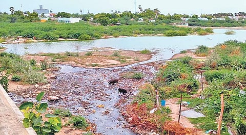 Will Vaippar river’s glory days return?