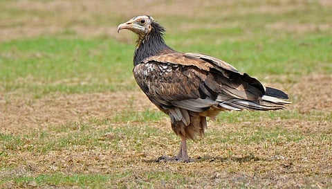 Egyptian vultures sighted in the southern districts are juveniles and sub-adults (Photo | Special arrangement)