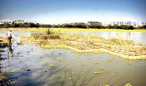 File photo of the floating island at Neknampur Lake in Hyderabad. (File photo | Sathya Keerthi)