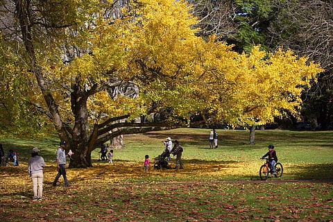 People enjoy a warm day under a gingko tree in Cornwall Park, Auckland, New Zealand, on June 12, 2021. (File Photo | AP)