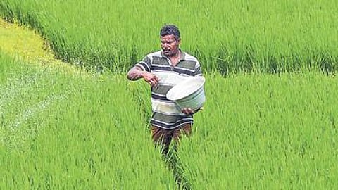Meanwhile, several farmers said they have taken up the cultivation of maize, corn, black gram, green gram, cotton and oil seeds this year, despite the erratic rainfall patterns during November and December. Representational Image.