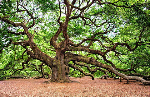 Representational image of an Oak tree (Photo | Pixabay)