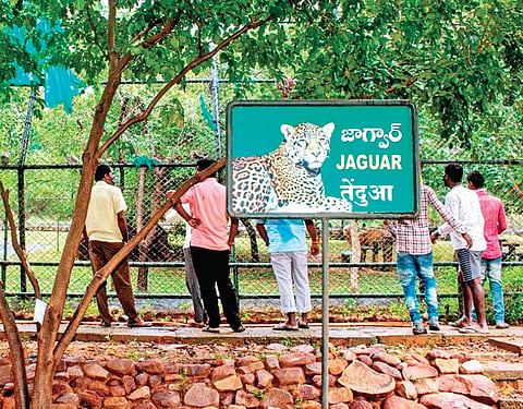 SV Zoological Park in Tirupati (Photo | Madhav K)