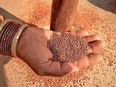 Millets (File Photo |EPS)