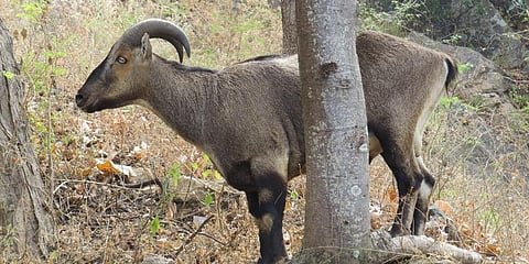 'The Nilgiri Tahr' (Photo | Special Arrangement)