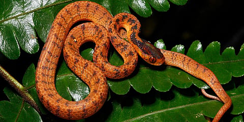 A twin slug snake rests on a leaf. Image used for representational purpose.
