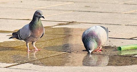 Pigeons, Representational Image (Photo | Express, Vinay Madapu, EPS)