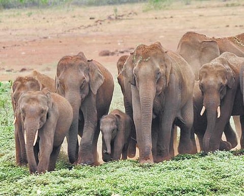 Coimbatore to go hi-tech to stop elephant deaths