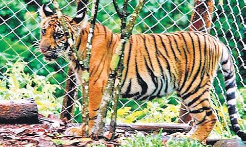 Mangala in her enclosure in the Periyar Tiger Reserve