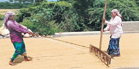 Farm workers drying harvested Kuruvai paddy near Thanjavur-Tiruvarur road on Tuesday| Express