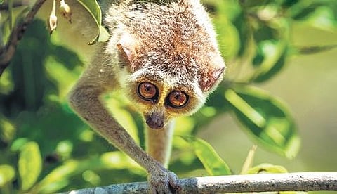 Slender Loris is a ‘near threatened’ species as per the IUCN Red List.
