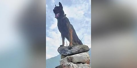 Army dog Zoom.