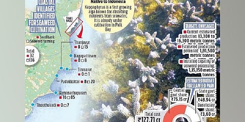 Seaweed cultivation