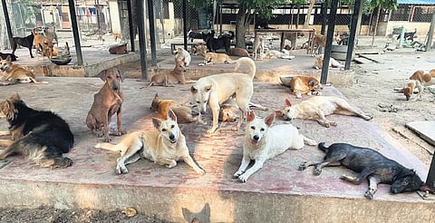 Abandoned animals