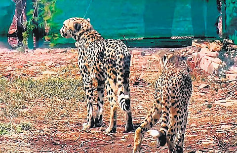 Cheetahs will be moved to a new enclosure, larger than current quarantine bomas. (File Photo)