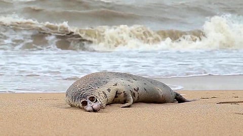 A dead Caspian seal on a Russian beach in 2020. (Handout North Caucasian branch of Russia's fisheries agency/AFP)