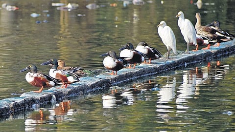 Representational Image. (Photo | S Senbagapandiyan)