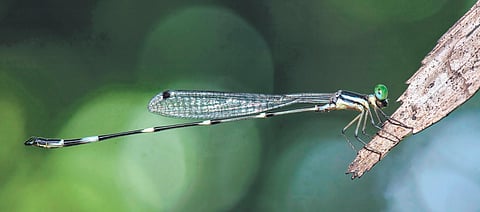 Francy’s Reedtail