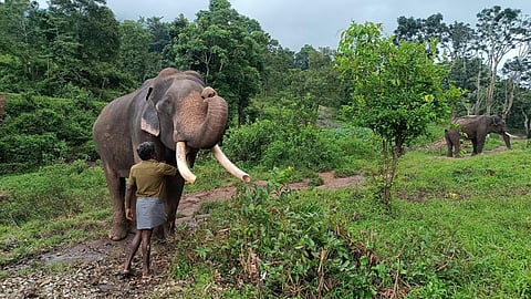 As the Coimbatore Forest Division is a conflict-prone area, the trained mahouts and Kavadis could be engaged to handle problematic wild elephants if they are captured and the State government orders that the animals be maintained at Chadivayal.